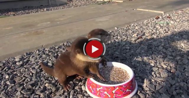  Baby Otters Feeding Time 