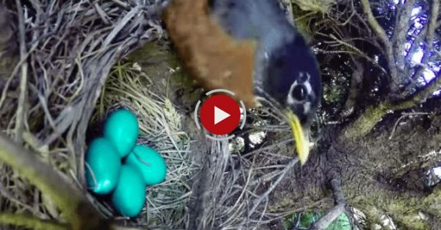 Incredible Time Lapse Of Birds Nest