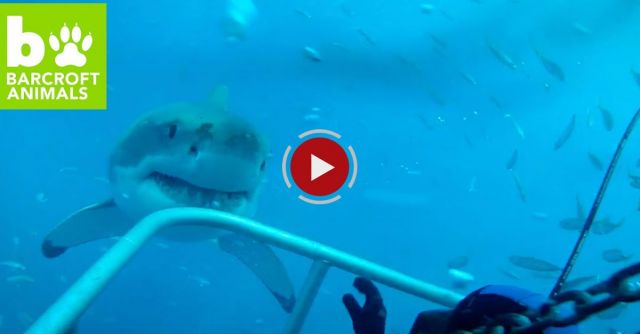 Too Close For Comfort: Great White Shark Comes Face To Face With Diver