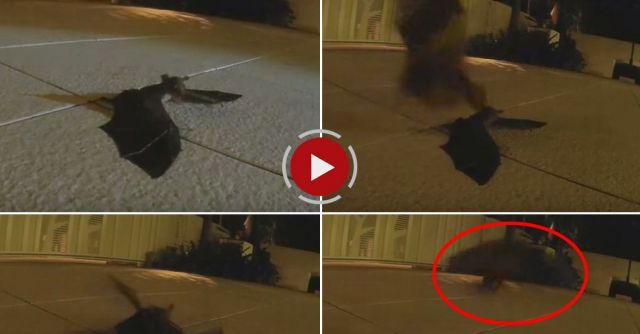 Reuniting A Lost Baby Bat With His Mother!