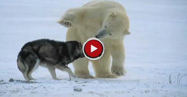 Not Just A Man's Best Friend! - Nature's Weirdest Events