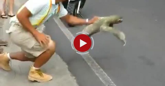 Sloth Crossing The Street- I Believe I Can Fly Version