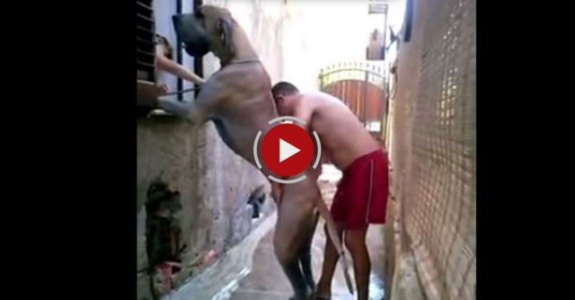 Bathing A Huge Dog