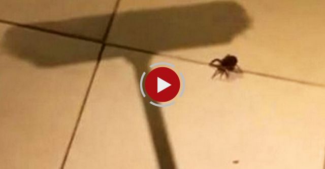 Man Gets Horrifying Surprise After Killing Pregnant Spider