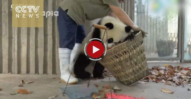 Giant Pandas Create Trouble As Staff Cleans Their House