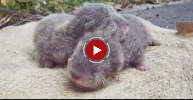 Squeaking Baby Otters