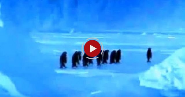 Penguin Falls Down Resulting In Best Sound Ever