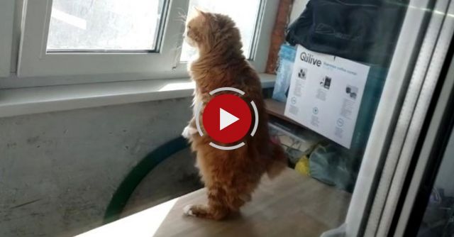 Cat Stands Up Like A Human