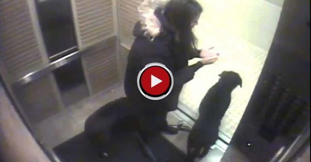 Girl Saves Dog In Elevator: Original Video 