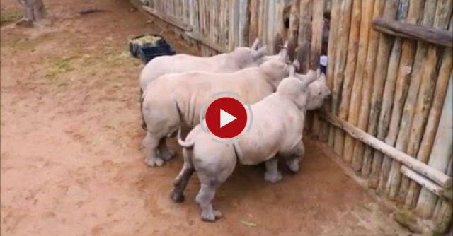 Baby Rhinos Cry When Their Milk Runs Out!