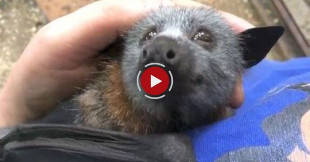Juvenile Bat Squeaks While Being Tickled.