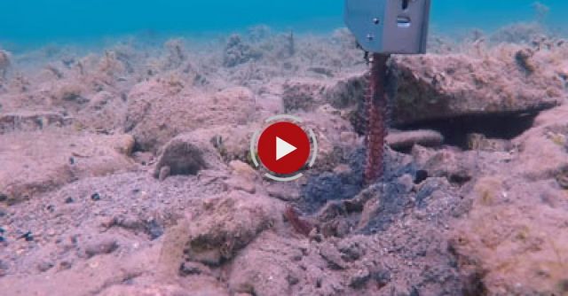 Catching A BOBBIT WORM 