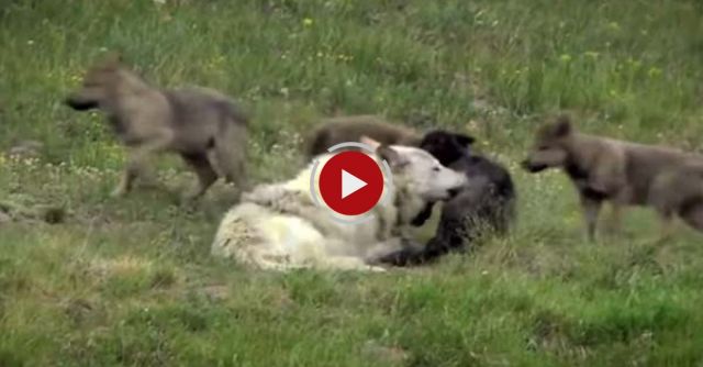 How Wolves Change Rivers