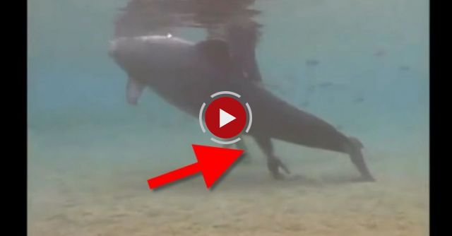 Dolphin Give Birth On Camera.Beautiful Record.