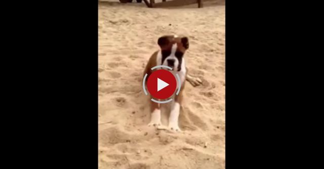 Dog Eats Lemon And Goes CRAZY