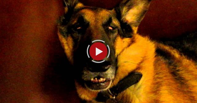 German Shepherd - Dreaming And Waking Up