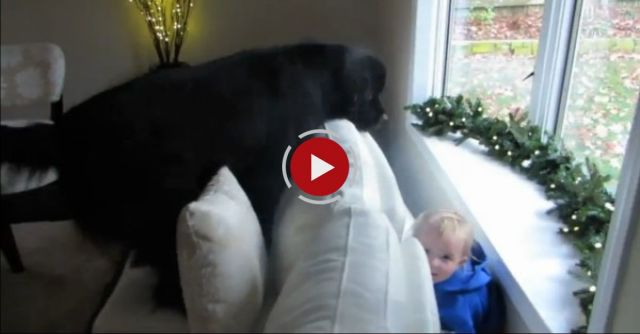 Little Girl Plays Hide And Seek With Giant Dog