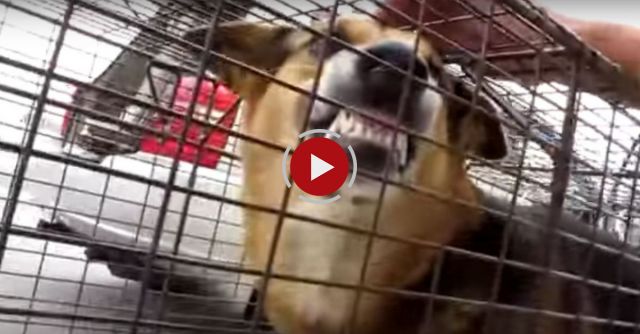 Abandoned Dog Turns From Fear To Love After Being Rescued