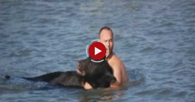 Man Saves A 375 Pound Black Bear From Drowning