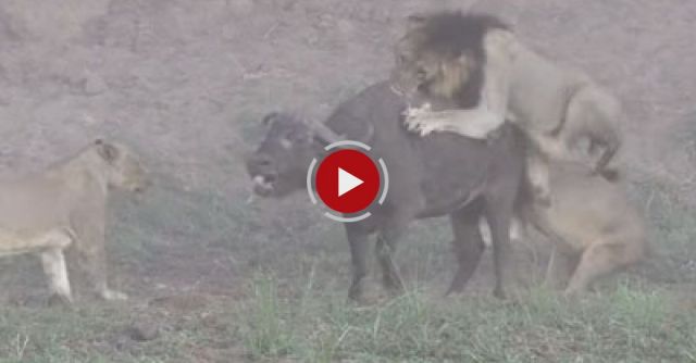 Lions Bring Down Buffalo | Absolutely Crazy Ending!