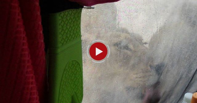 Lions Licking Water Off A Tent. Cameraperson Solid As A Rock :)