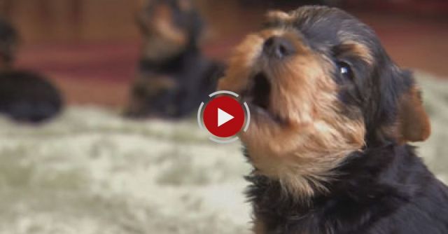 Boys Will Be Boys | Too Cute!