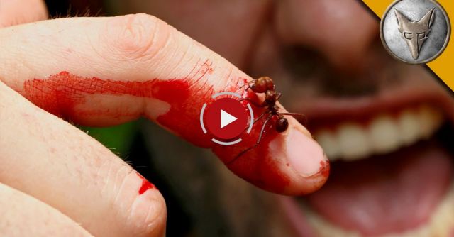 CRAZY ANT BITE!