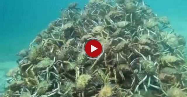 Melbourne Scuba Diver Films Stunning Spider Crab Migration Pyramid 2015 HD
