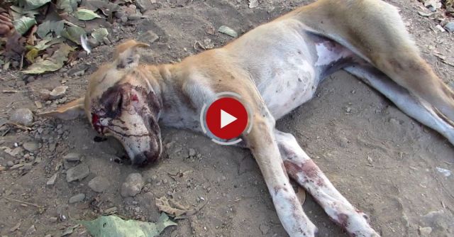 We Thought She Was Dead…amazing Recovery Of Street Dog