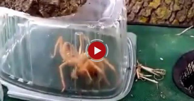 We Caught A Solifugae While Camping