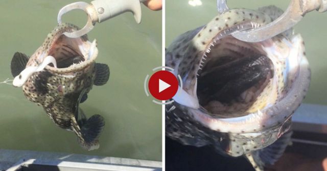Snake Found In Fish's Mouth