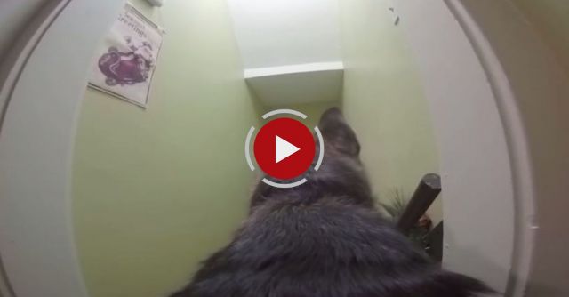 GoPro On A German Shepherd Left Home Alone