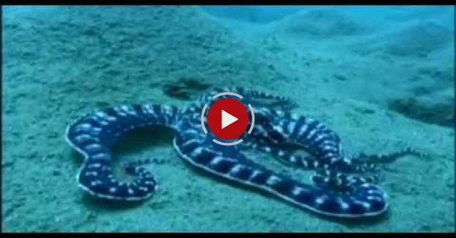 Most Intelligent Mimic Octopus In The World