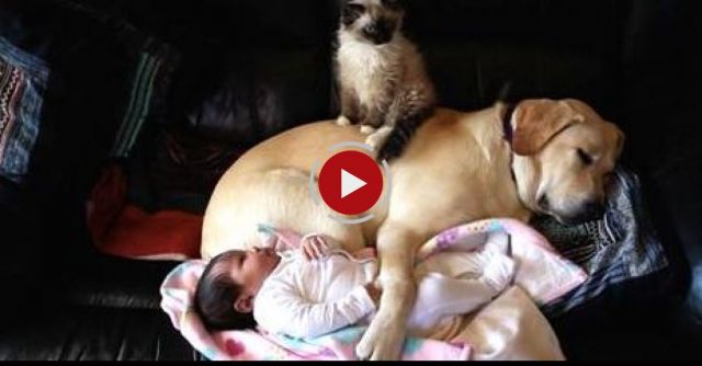 Puppy, Kitten And Baby Preciously Cuddle Together