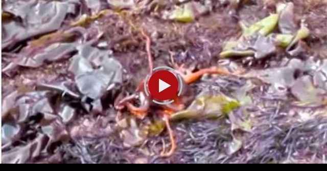 Octopus Walks On Land At Fitzgerald Marine Reserve