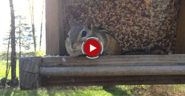Chipmunk Caught Red Handed....kinda