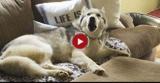 Stubborn Husky Is A Lazy Couch Potato