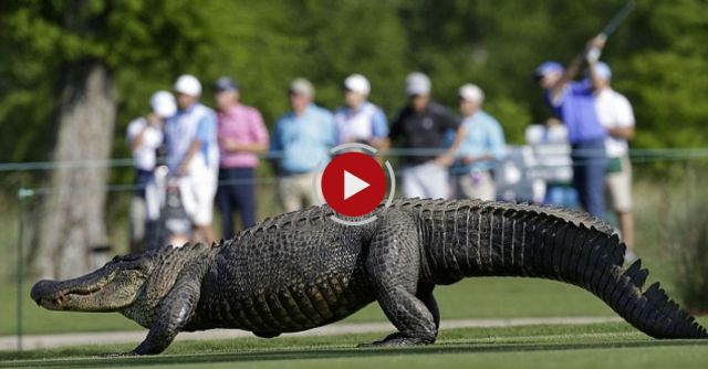 Three-legged Alligator Crosses Fairway At The Zurich Classic