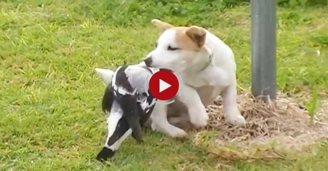 Australian Magpie Playing
