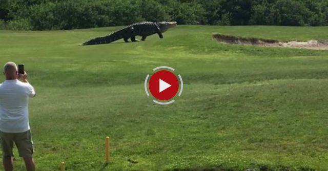 Giant Gator Walks Across Florida Golf Course