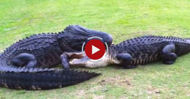 Gator Fight On Golf Course