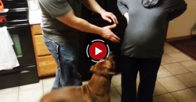 Dog Protects Pregnant Moms Belly