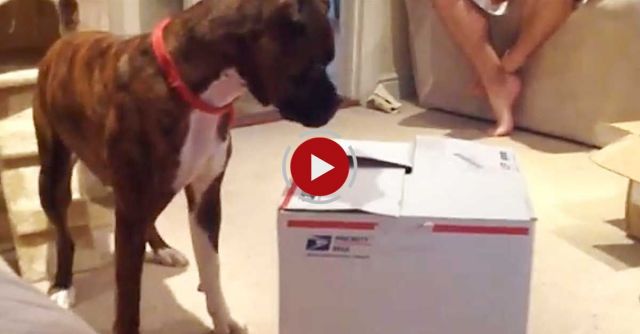 Cat Jumps Out Of A Box To Scare The Dog