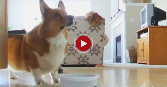 The Best Of Sparky Kibble Dancing