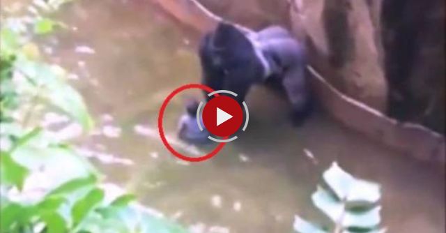 Cincinnati Zoo Kills Gorilla To Save Boy Who Fell Into Enclosure 