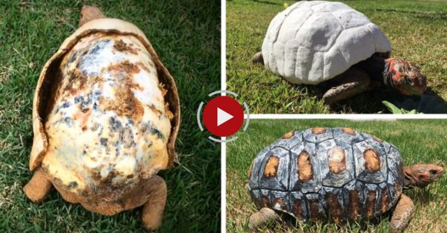 Tortoise Gets Hand-Painted 3D Printed Shell After Surviving Forest Fire