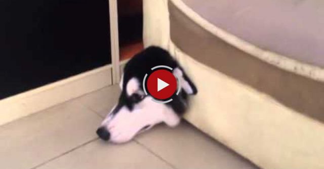 Dog Head Stuck In Couch