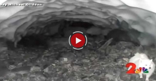 Man Takes Picture In Cave And Then Realizes He Took A Picture Of A Hibernating Bear