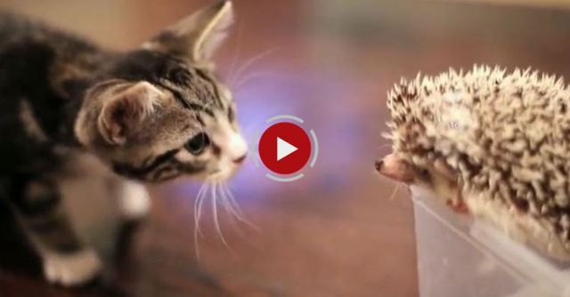 Kitten Meets Hedgehog