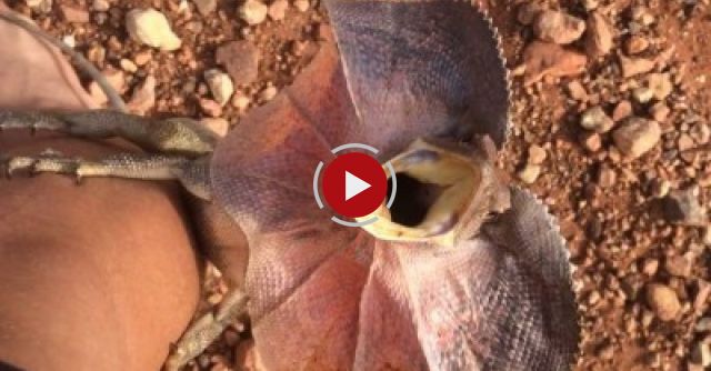 Frilled-Neck Lizard Attacks Man In Outback Australia